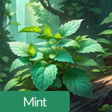 Maui Citrus Fresh Perfume 100ML