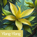 عطر فواكه أريلي 100 مل