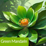 عطر أوشانا الفانيليا الزهرية 30 مل