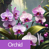 Mehriz Woody Floral Perfume 100ml